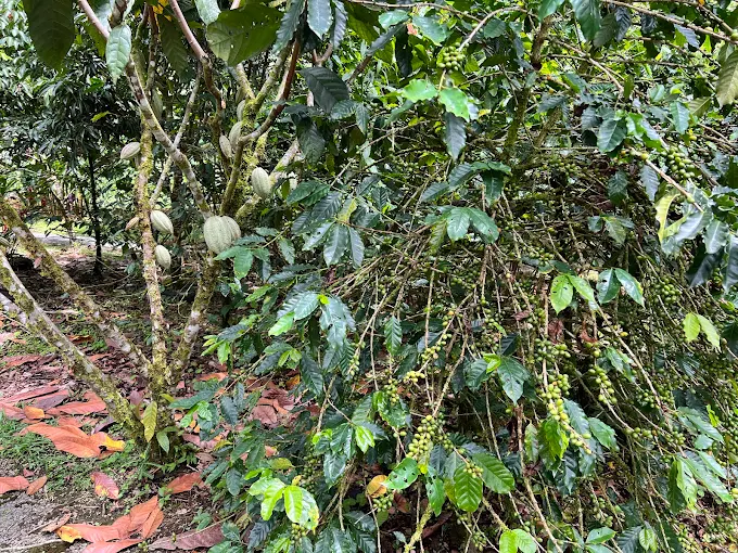 Coffee Plantation & Indigenous Culture - Image 2