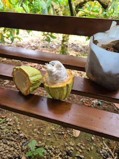 Coffee Plantation & Indigenous Culture - Image 5