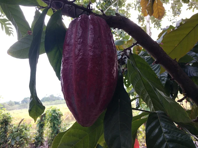 Coffee Plantation & Indigenous Culture - Image 6