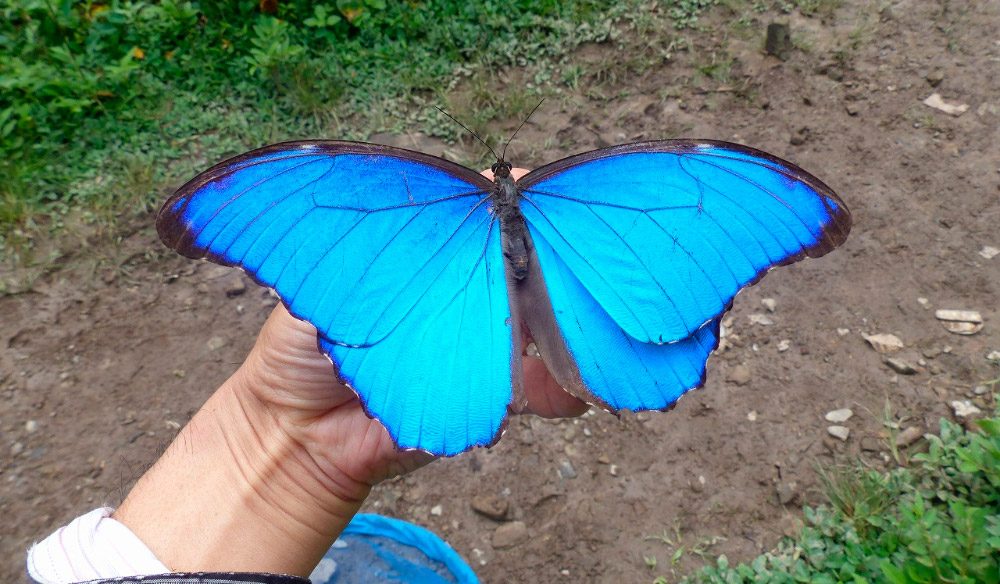Rio Celeste & Butterfly Garden - Image 8