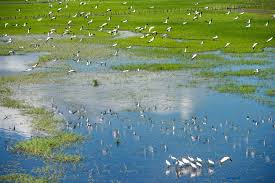 Palo Verde Boat Safari & Indigenous Village - Image 2