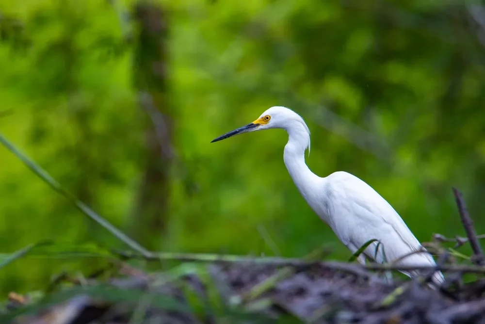 Palo Verde Boat Safari & Indigenous Village - Image 4
