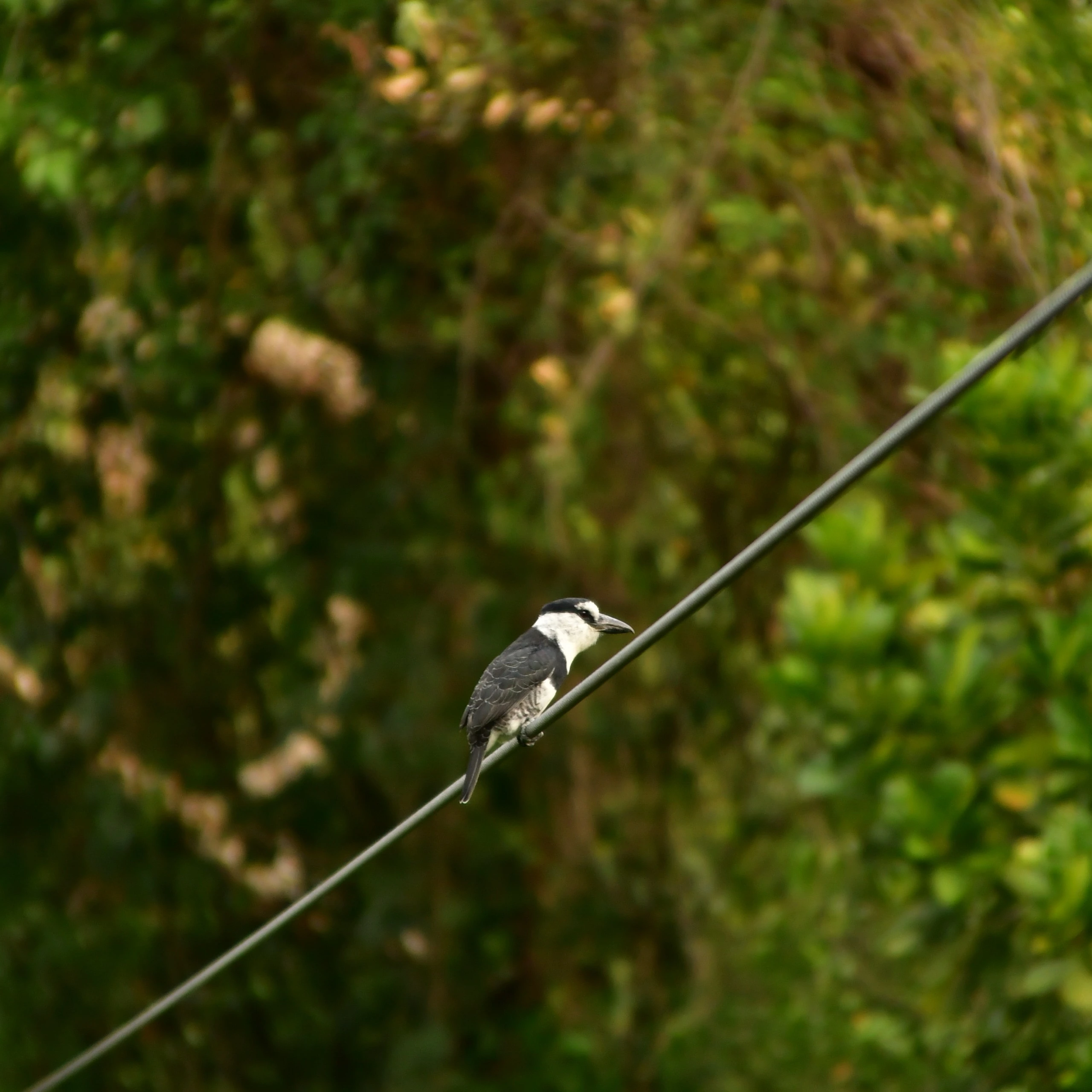 A bird perched on a zipline cable inside the forest at Skyline Canopy Tour