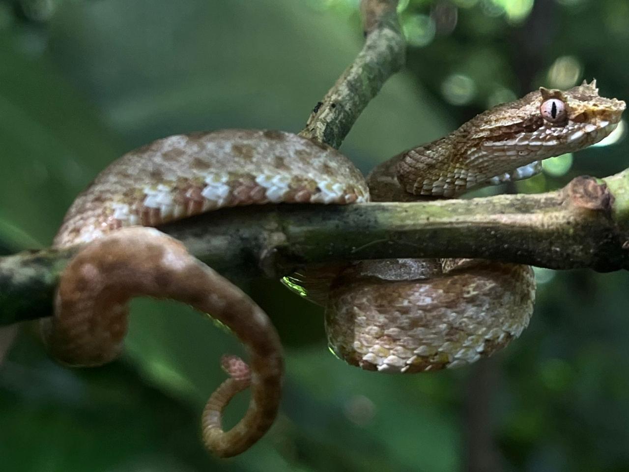 Snakes of the Arenal Region: Tips for Enjoying the Trails Safely