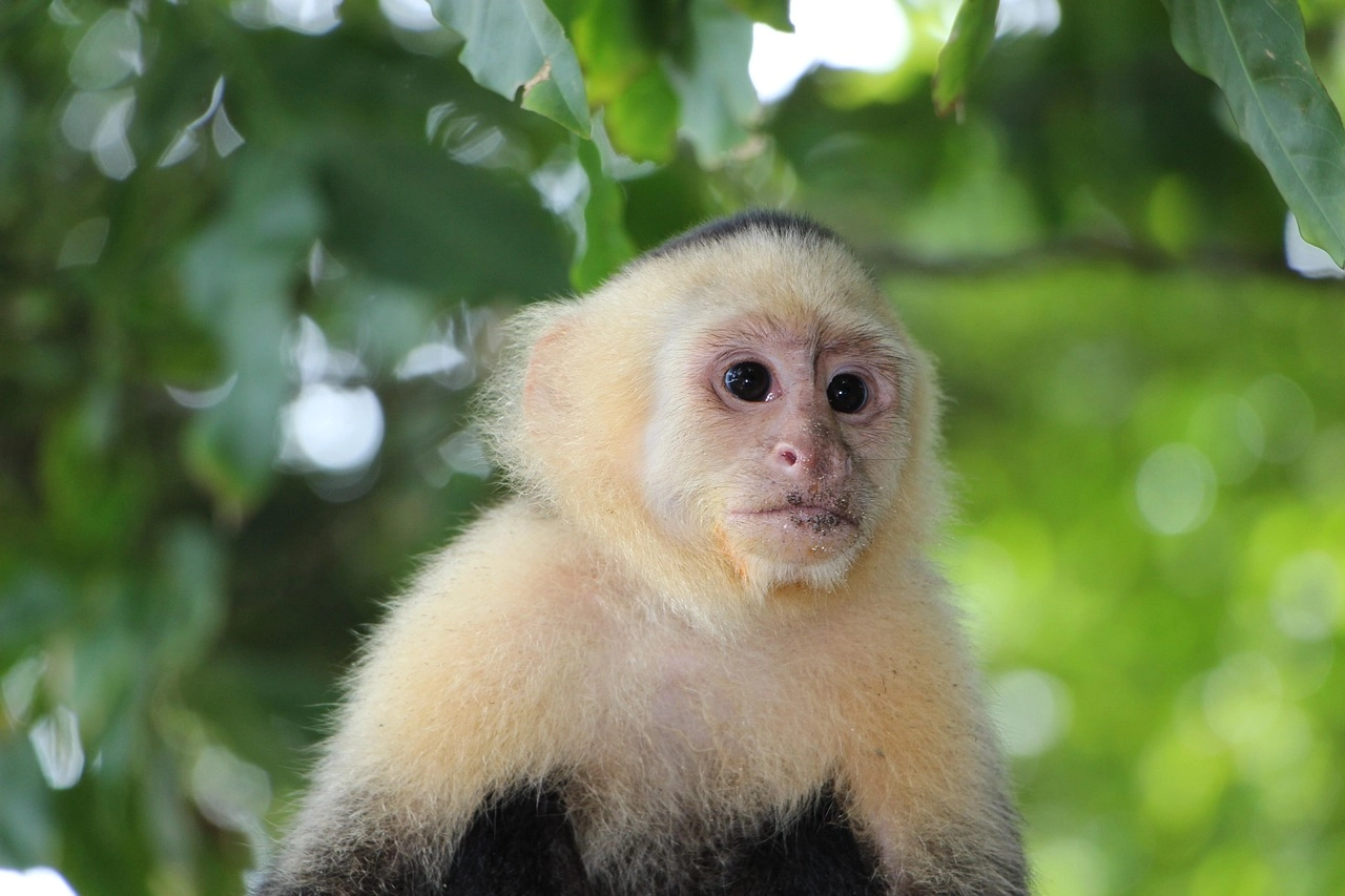 7-Day Costa Rica Itinerary: Arenal, Monteverde & Manuel Antonio