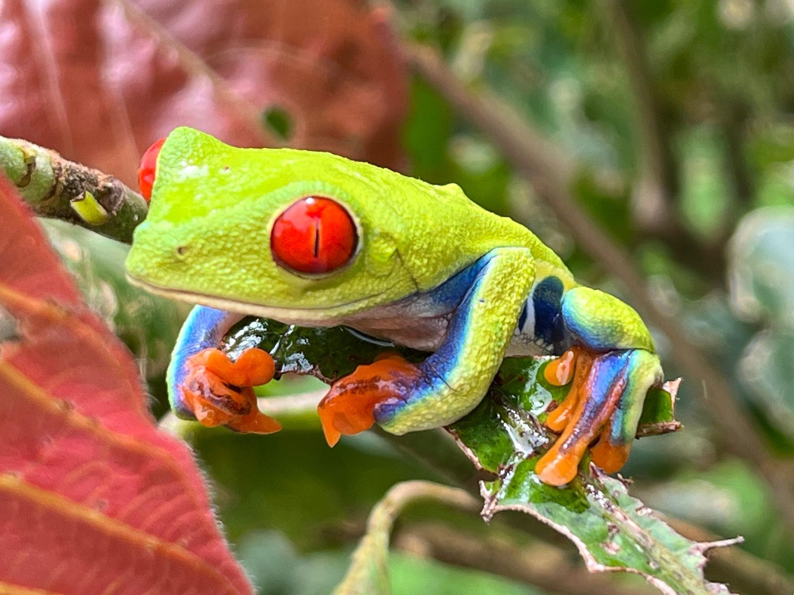 What Wildlife Will You Actually Find in Costa Rica?