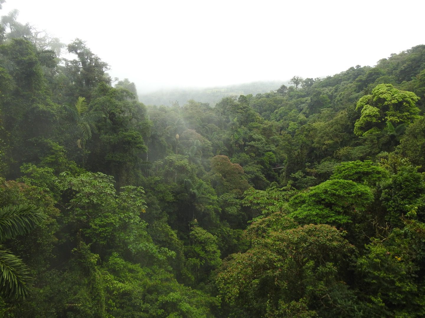 Arenal Hanging Bridges - 1