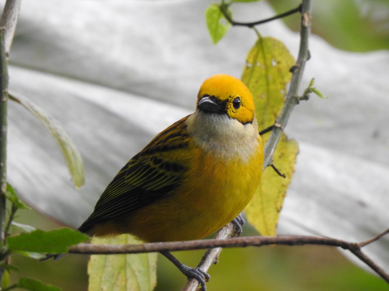 Birdwatching Tour - 1