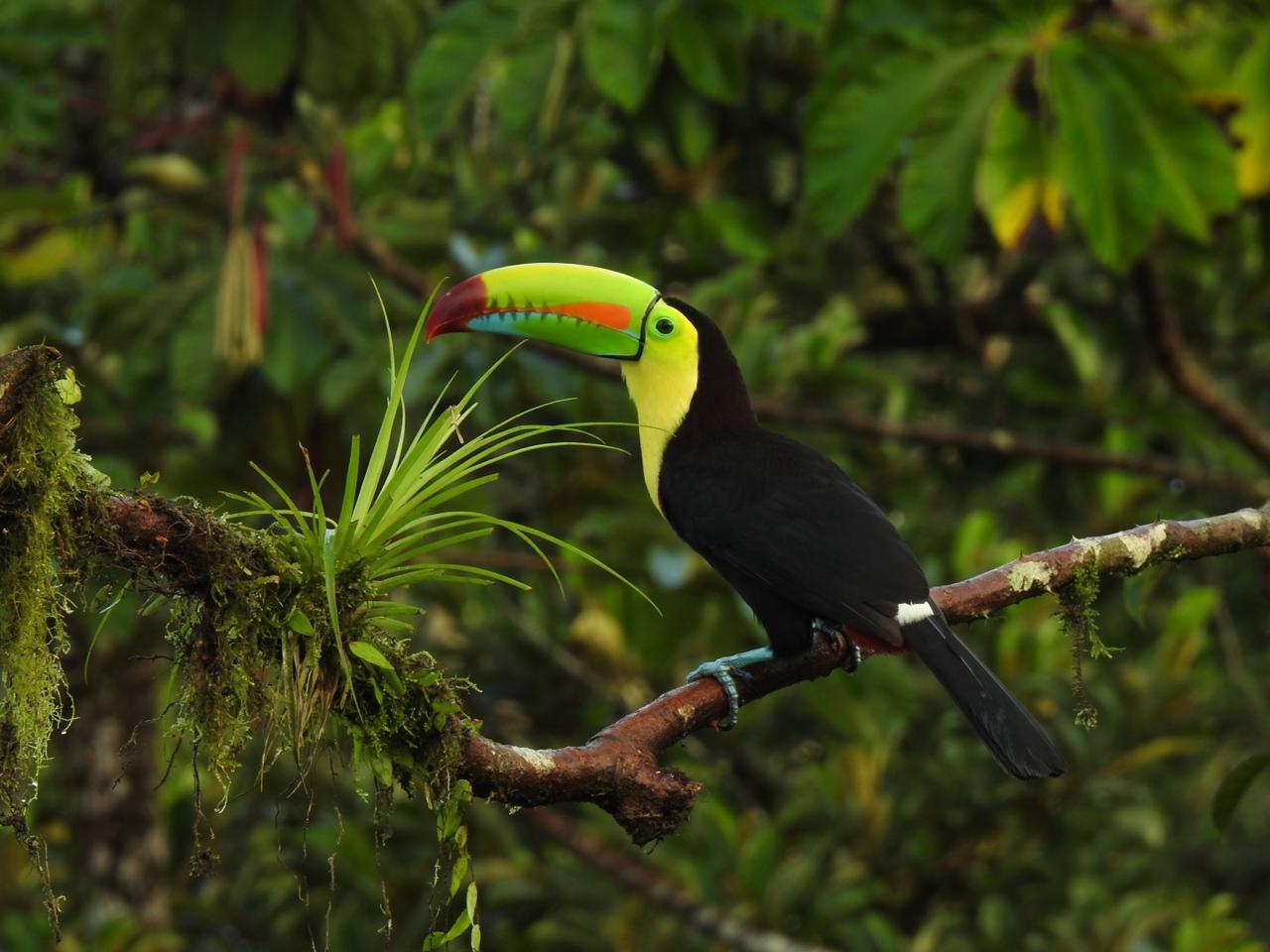 Birdwatching Tour - 3