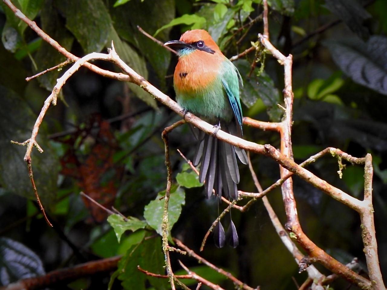 Birdwatching Tour - 4