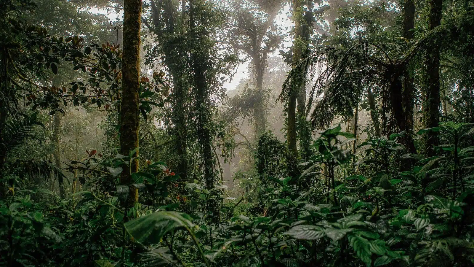 The Arenal Rainforest: A Complete Guide to One of the World's Most Biodiverse Forests