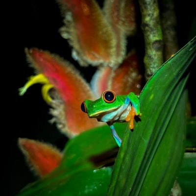 Night Rainforest Walk