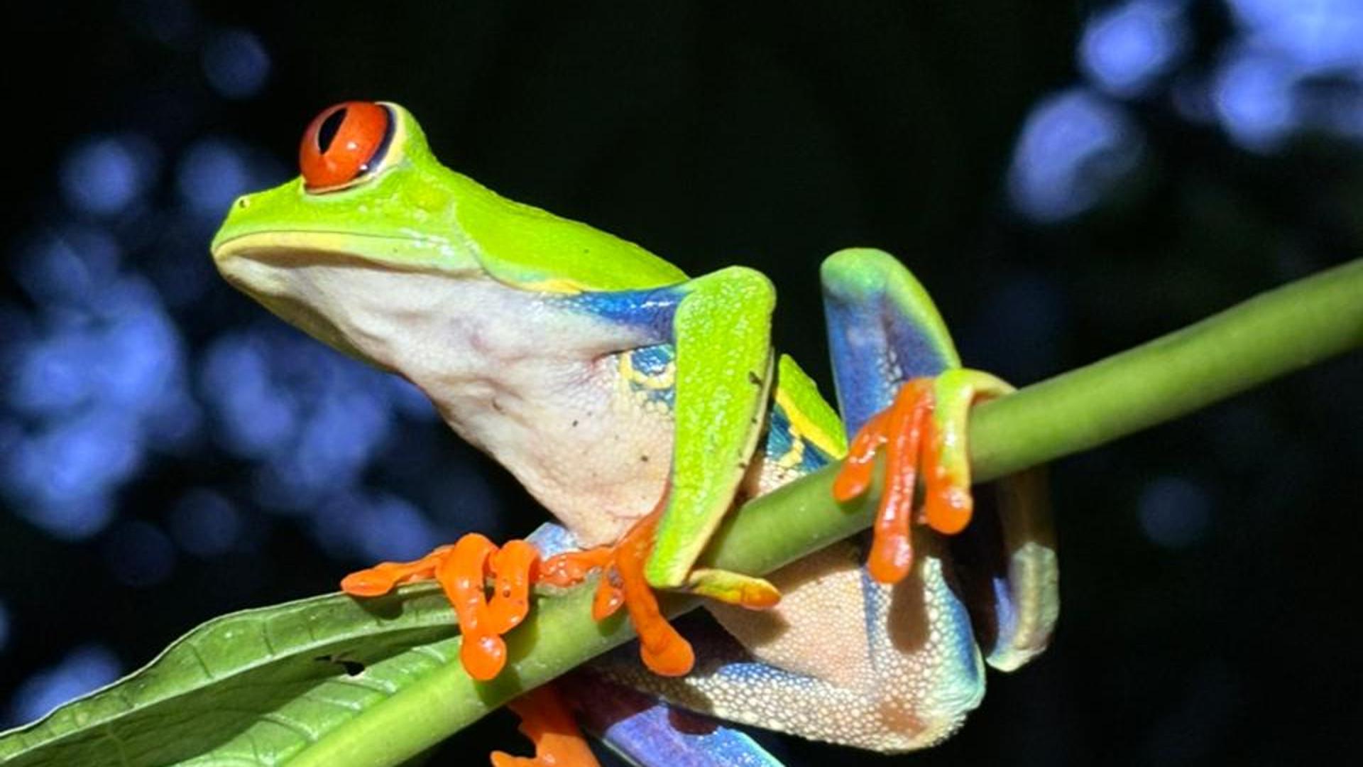 Top Animals You Can Spot on a Night Walk in Arenal