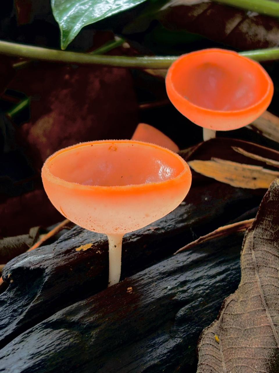 Night Rainforest Walk - 1