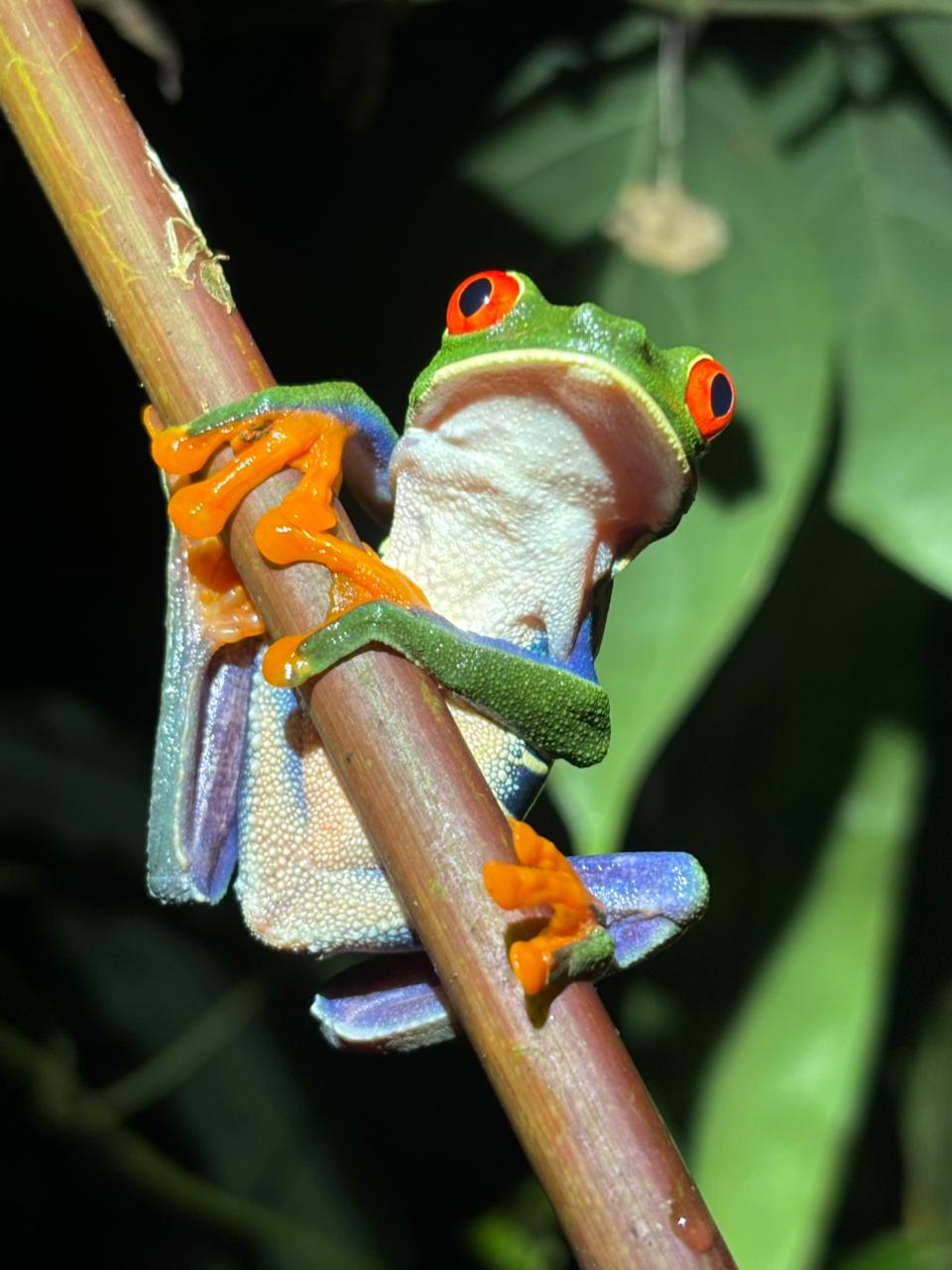 Night Rainforest Walk - 2