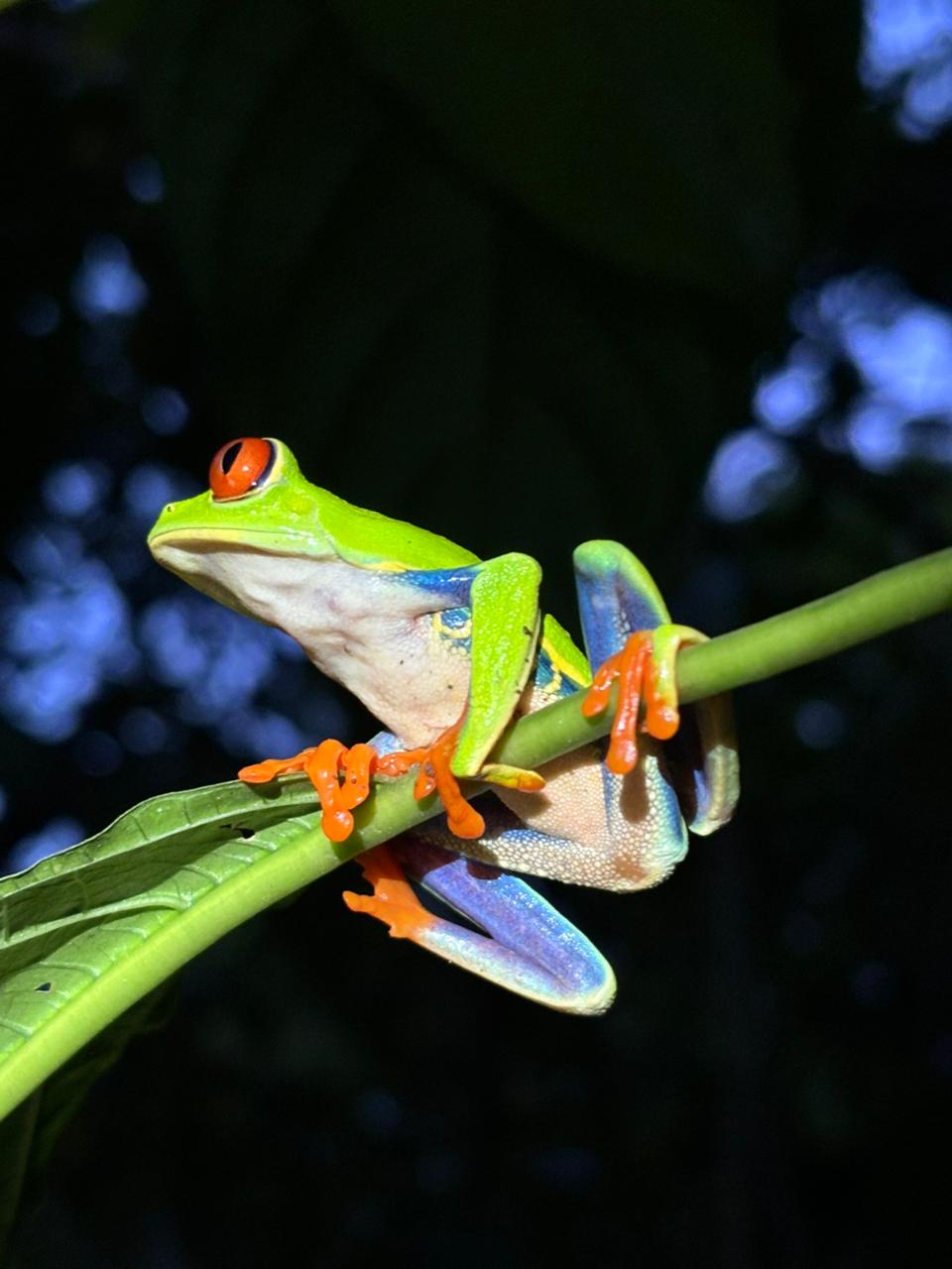 Night Rainforest Walk - 3