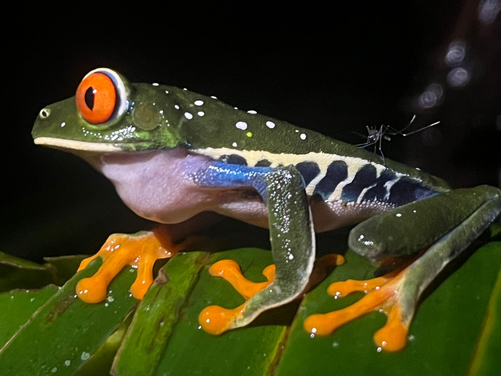 The Nocturnal Diversity of Costa Rica: A Hidden World Comes Alive
