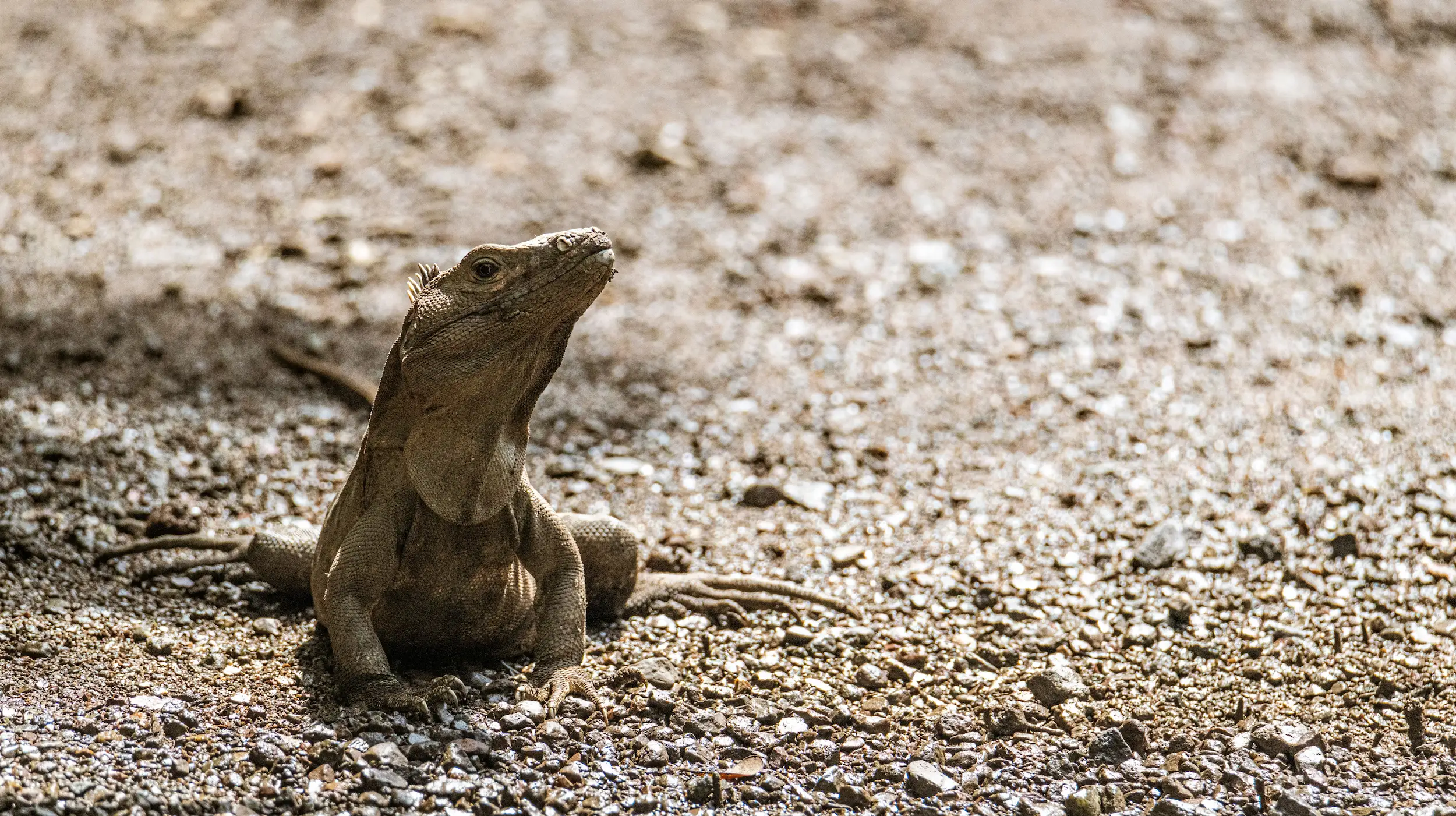 An iguana crossing a gravel road in Guanacaste, Costa Rica