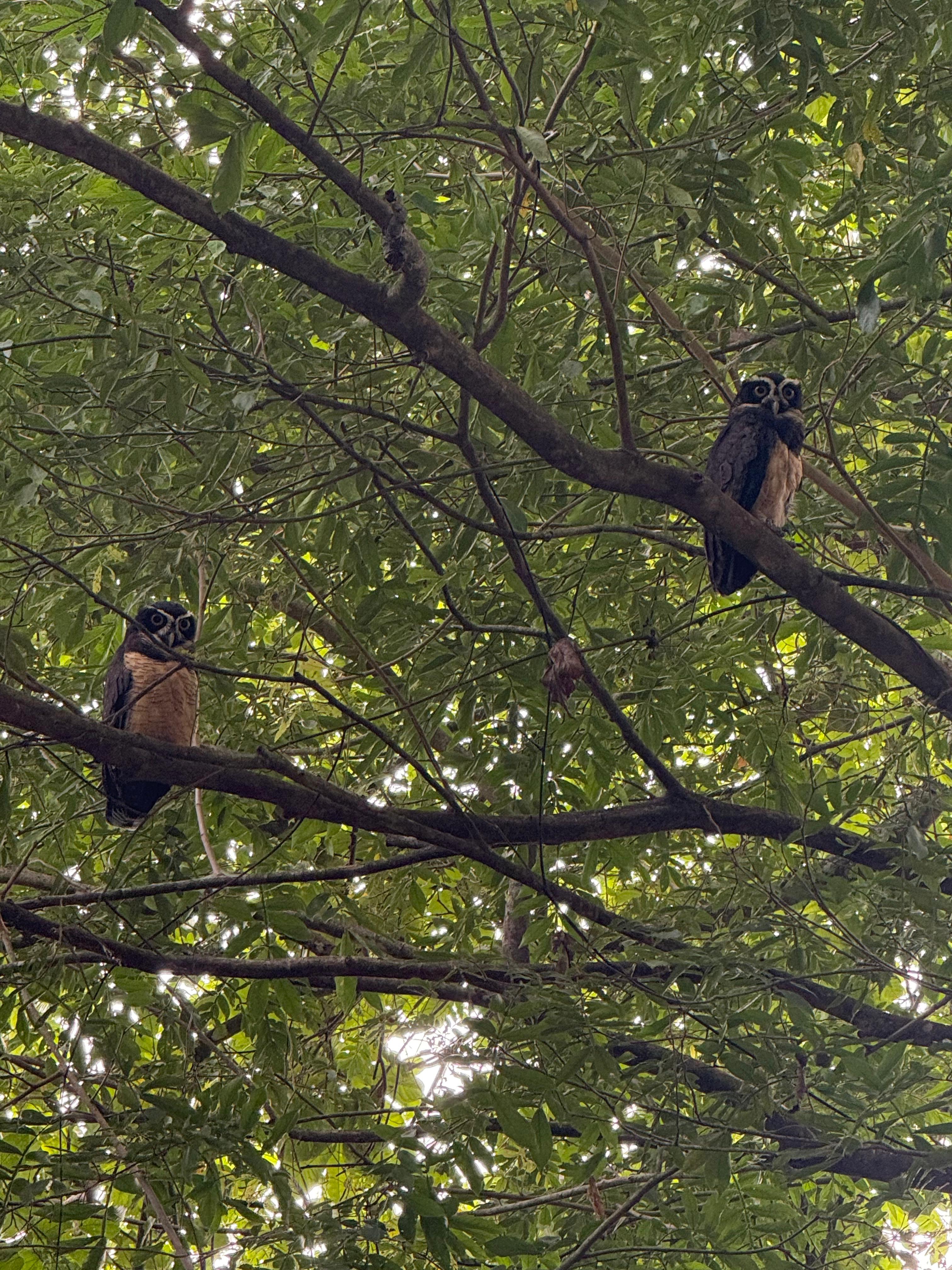 Two spectacled owls perched in the jungle canopy