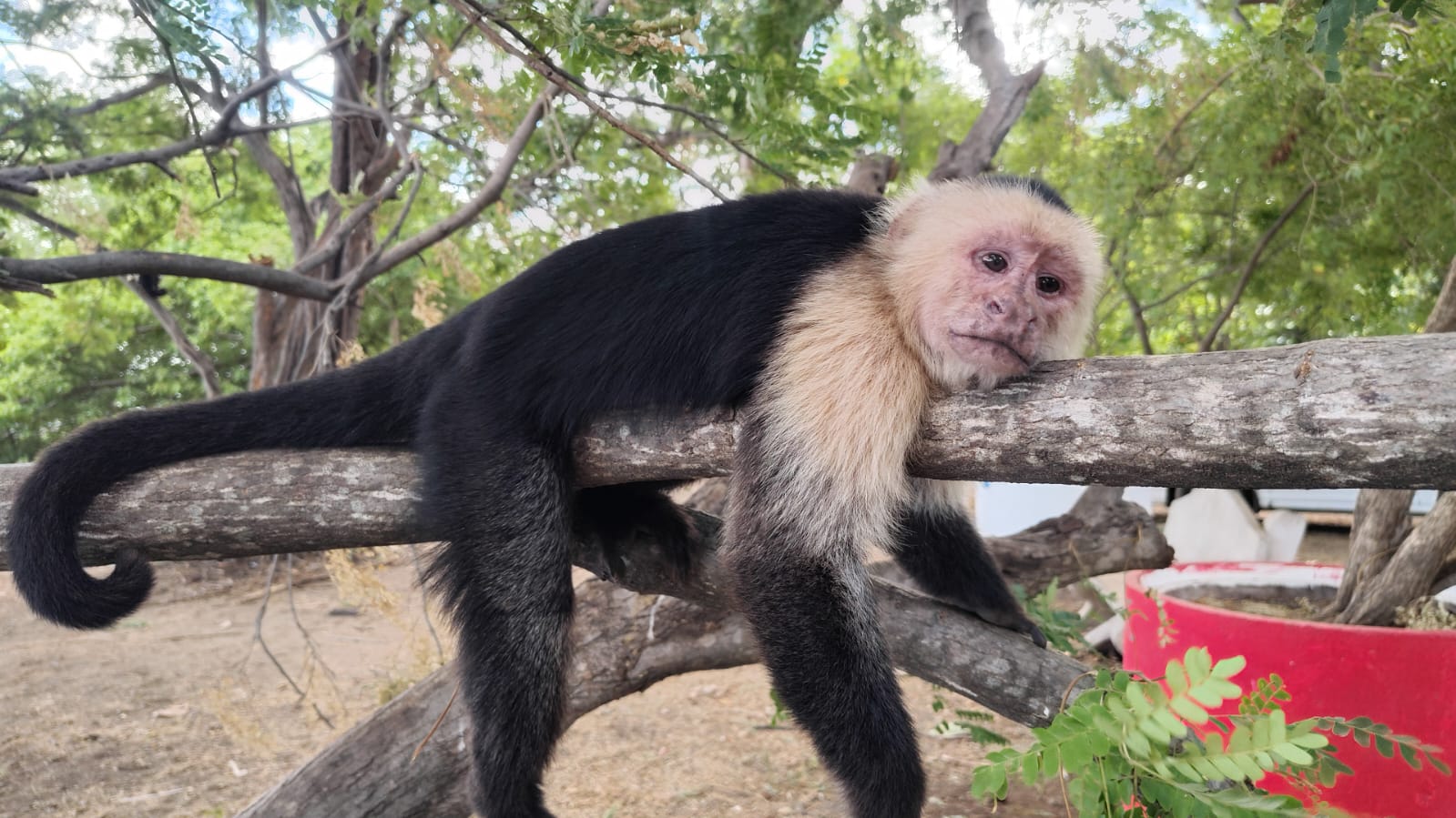 White-faced capuchin monkey seen on the tour