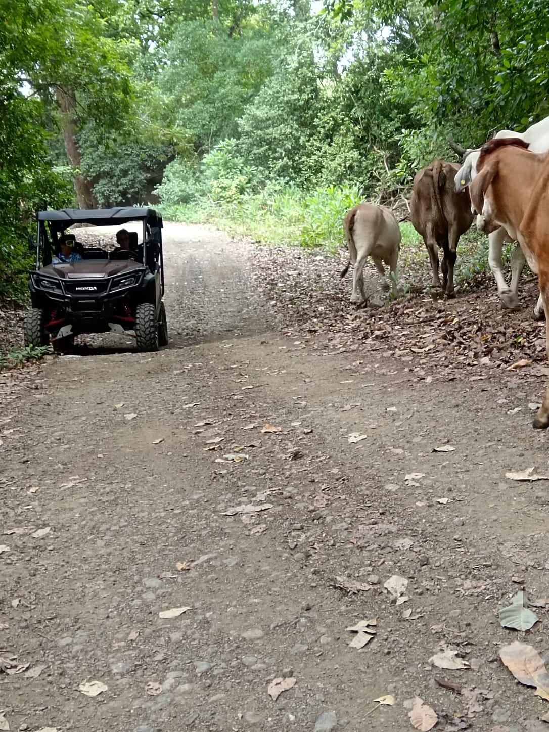 UTV sharing the trail with local cattle