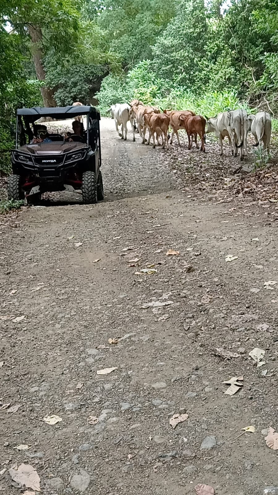 UTV following a herd of cattle on a Guanacaste trail